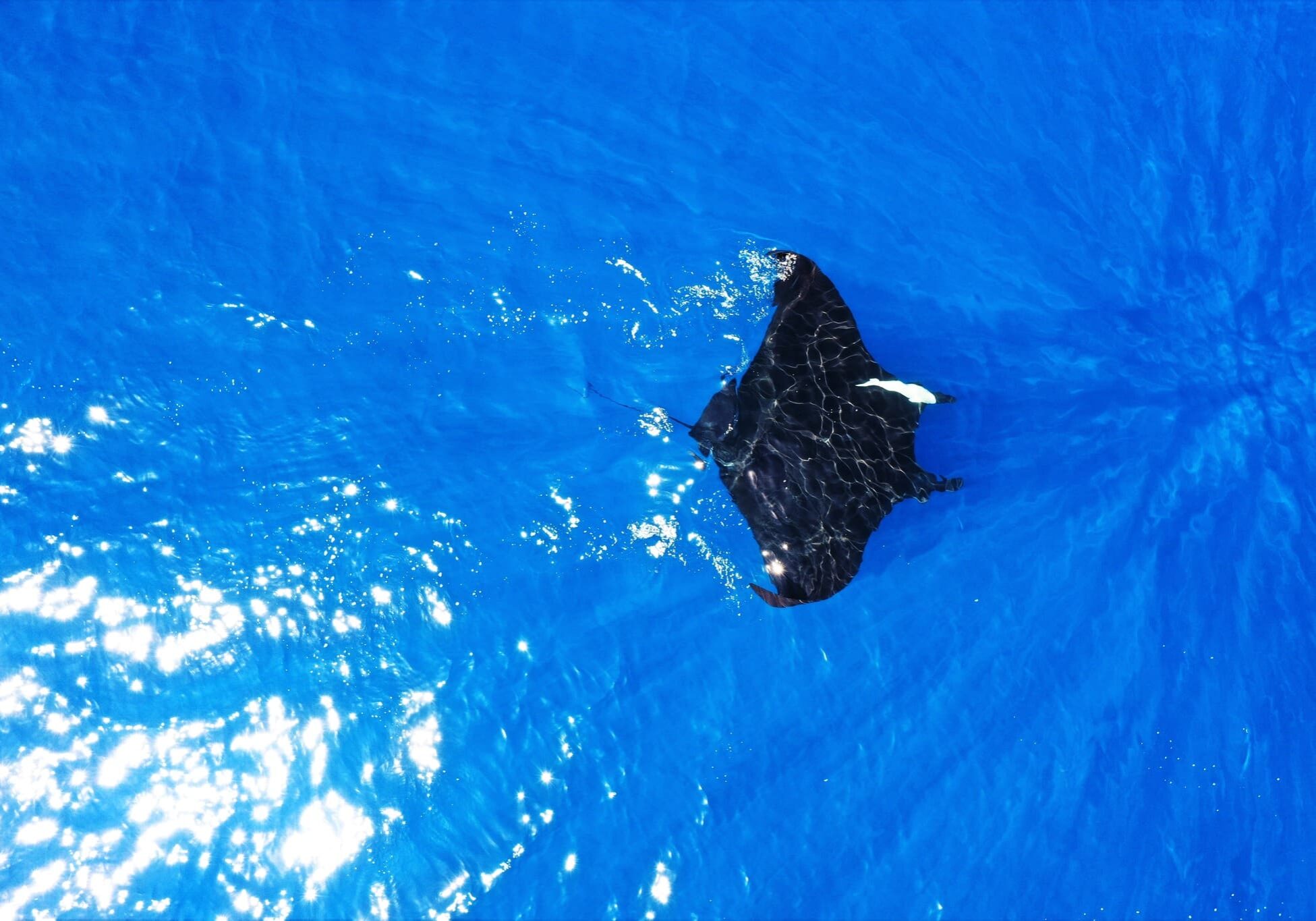 Black-oceanic-manta-ray-Hauraki-Gulf-Lydia-Green